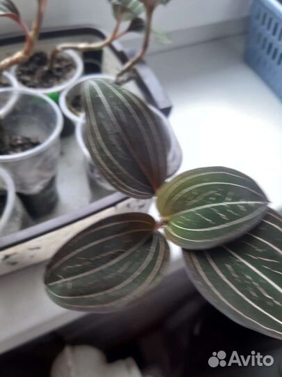 Орхидея лудизия или драгоценная орхидея