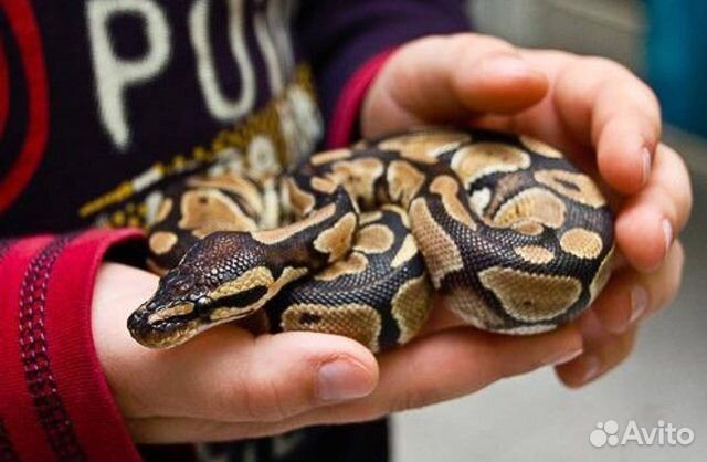 Королевский мальчик