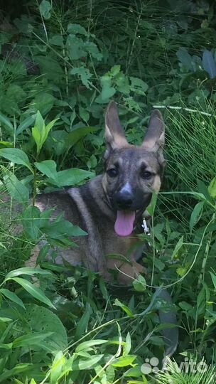 Щенок в добрые руки бесплатно