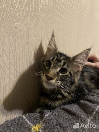 Девочка принцесса