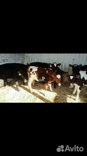Бычки 4 гол. по 4,5 мес. мясного направления