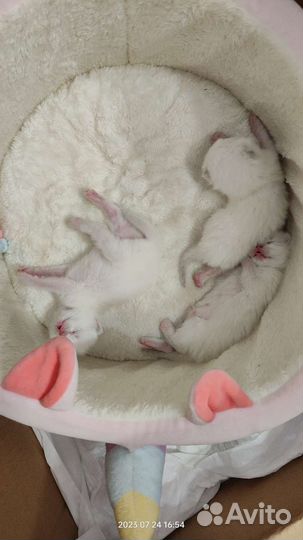 Британские вислоухие котята (окрас блю поинт)