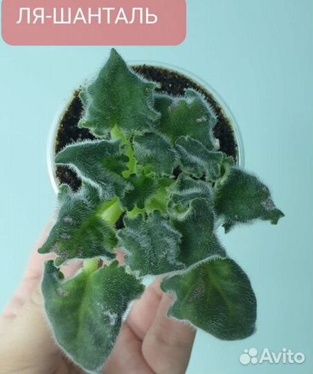 Сортовые фиалки