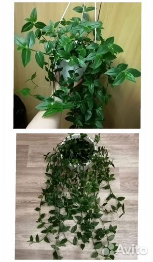 Традесканции