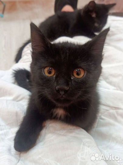 Черные котята