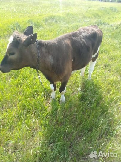 Телка 10 мес