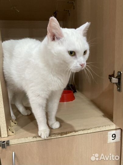 Кошка из приюта в добрые руки бесплатно