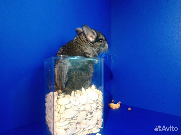 Шиншиллята щенки малыши