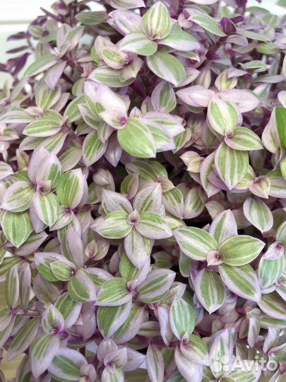 Каллизия Розовая пантера