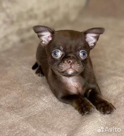 Чихуахуа щенки