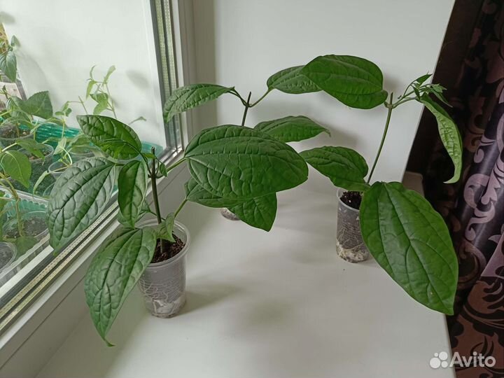 Клеродендрум Томпсона