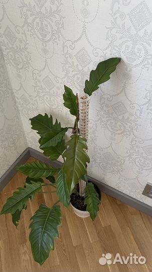 Филодендрон карамель плуто