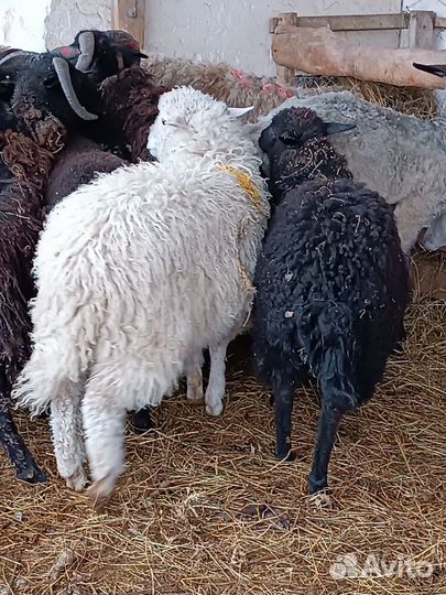 Ягнята баранчики