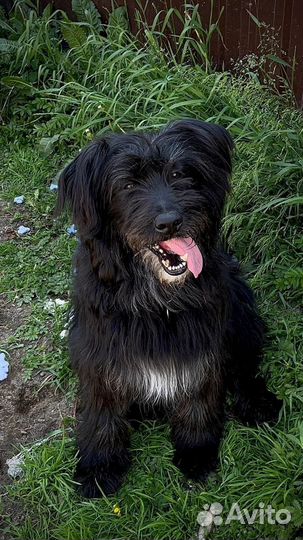 Черный русский терьер (метис) ищем дом