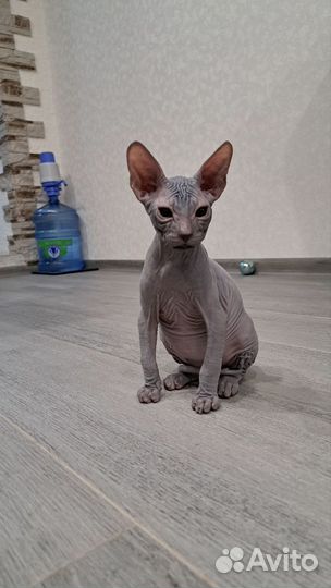 Донской сфинкс котята