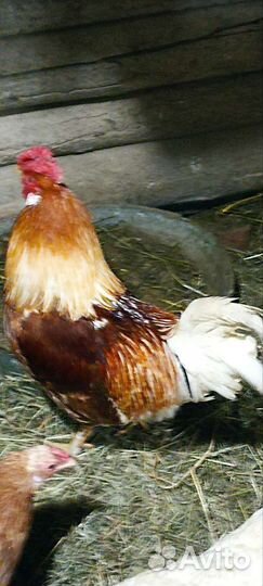 Петухи