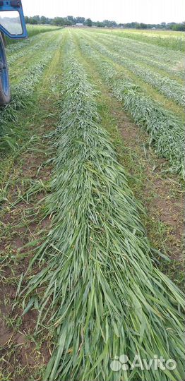 Суданская трава