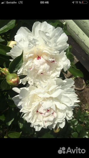 Пион Сара Бернар, Фестивальный старинн