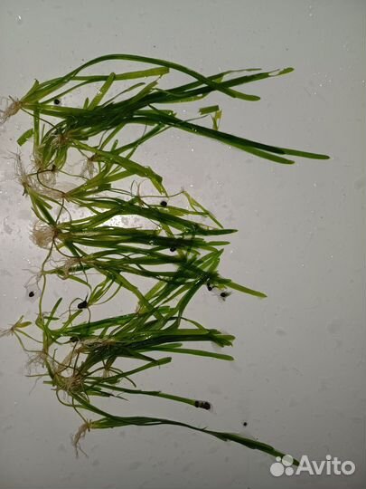 Валеснерия. Водоросли. Аквариумные растения