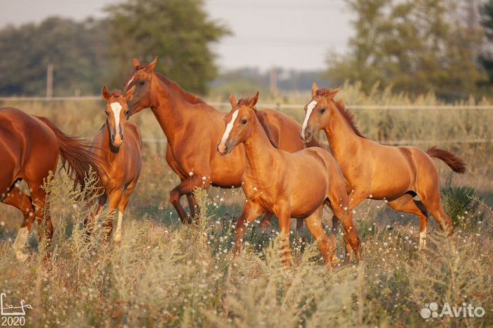 Экскурсии в табун Донских лошадей