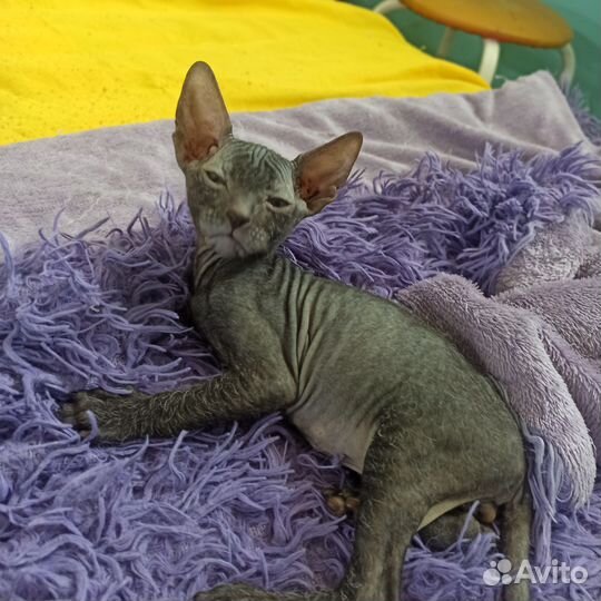 Донской сфинкс котята