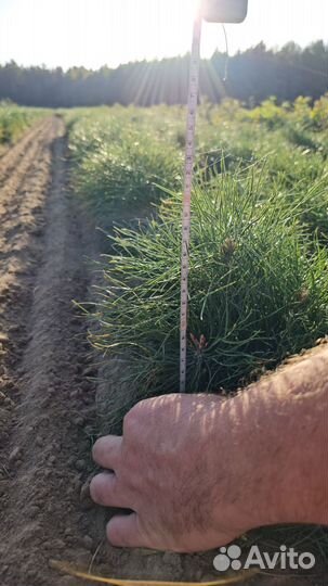 Сеянцы сосны обыкновенной окс