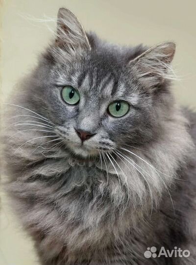 Пуша 2,5 года