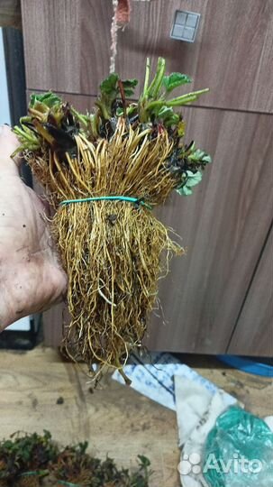 Рассада клубники Фриго