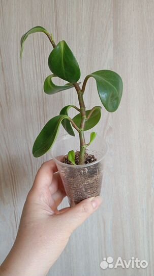 Комнатные растения цветы обновление 12 апреля