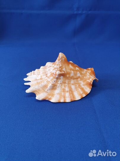 Морские ракушки Ламбис хирагра 23 см