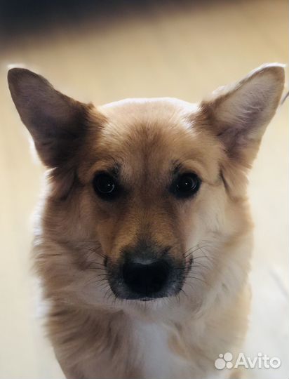 Собака в добрые руки