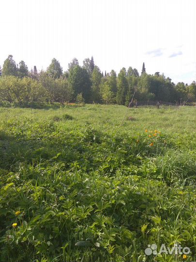 Мёд свежий разнотравье качка 2023 г