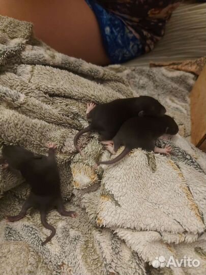 Крысы дамбо девочки