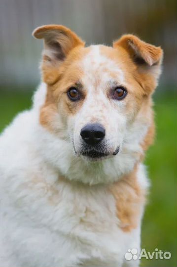 Эля в поисках любящей семьи