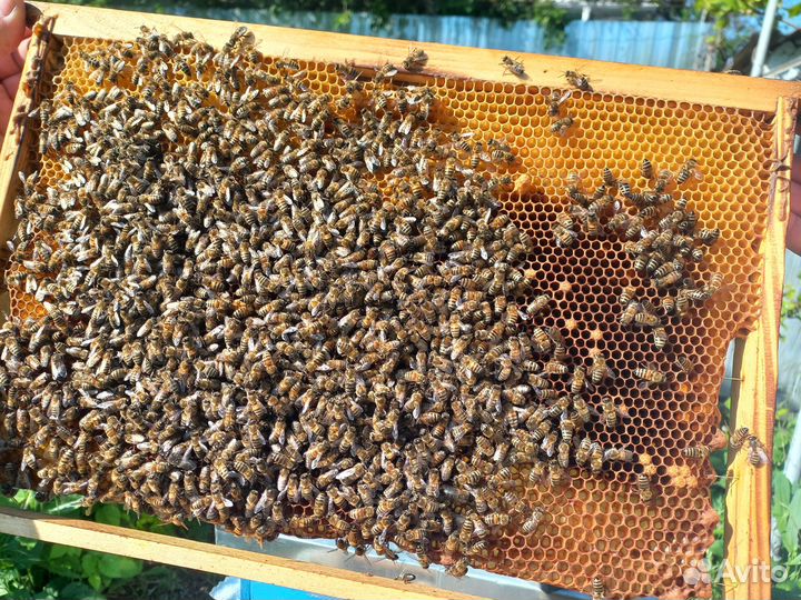 Продажа семьи пчелы