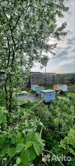 Продается пасека