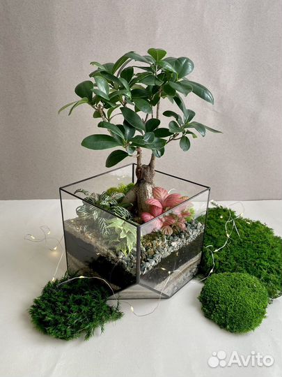 Подарок. Флорариум с живым деревом