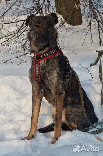 Собака Тая ждет семью