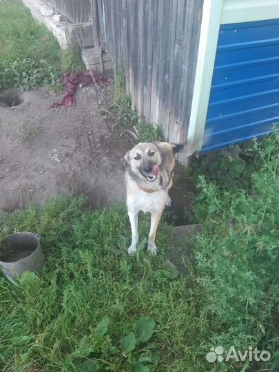 Собака в добрые руки