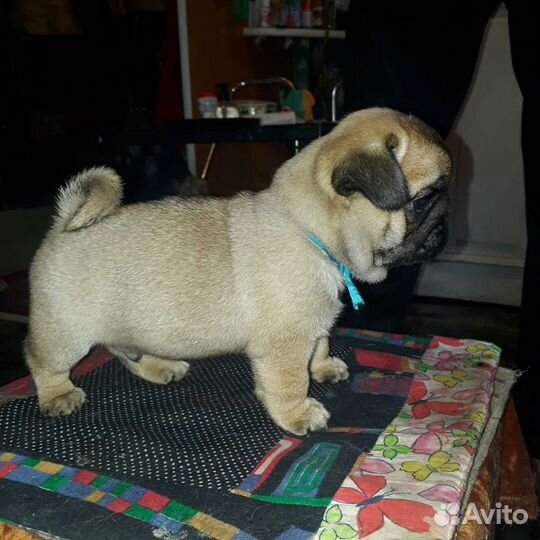 Щенки мопса