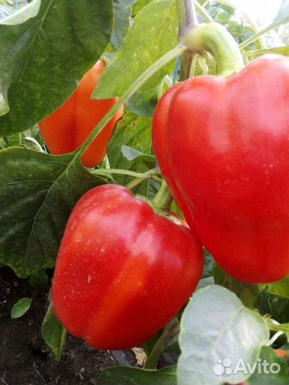 Семена для профессионалов