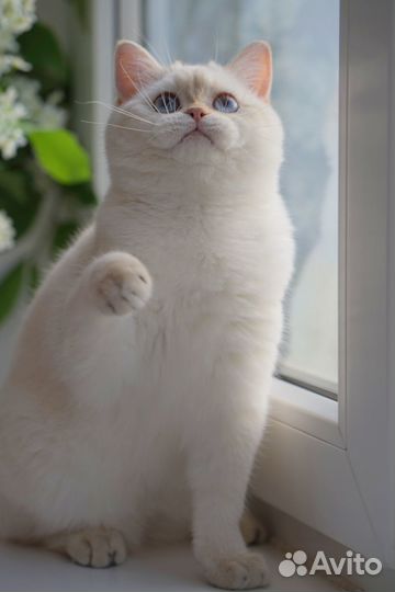 Золотой поинтовый мальчик Зефир