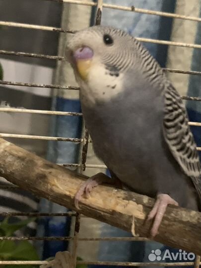 Попугай волнистик