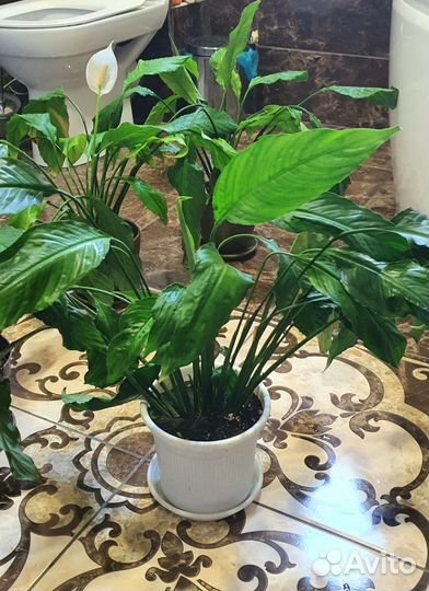 Спатифиллум