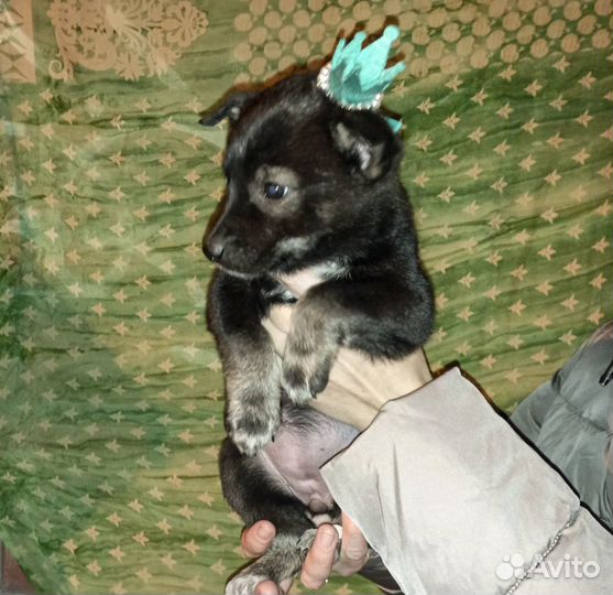 Сандра - щенок-девочка в дар