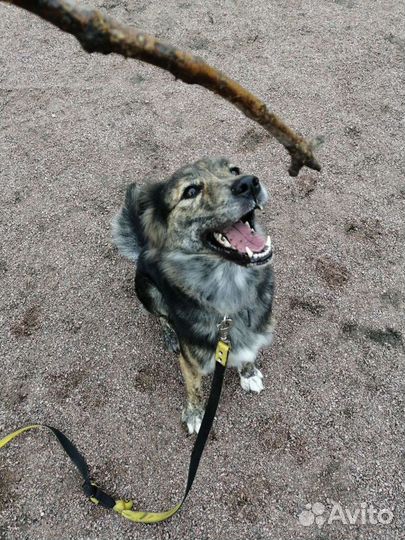 Выгул собак