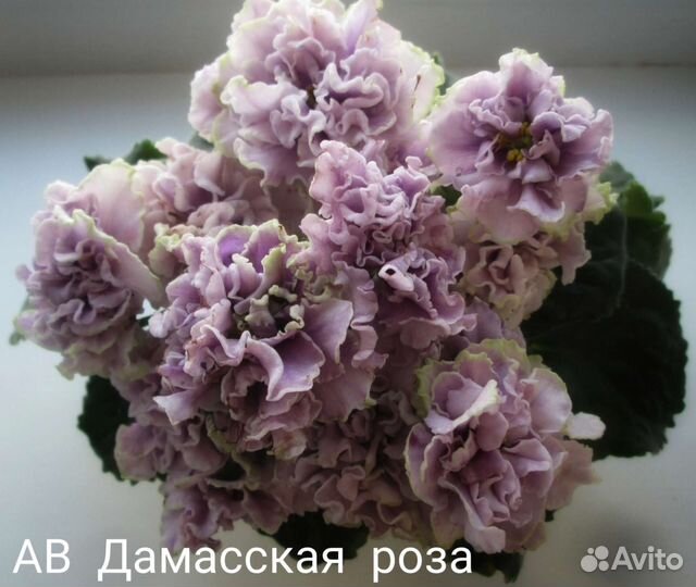 Сортовые фиалки. Детки