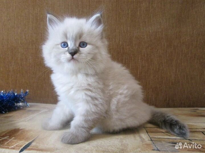 Невская маскарадная котята