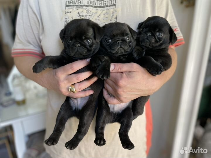 Щенки мопса мальчики черные