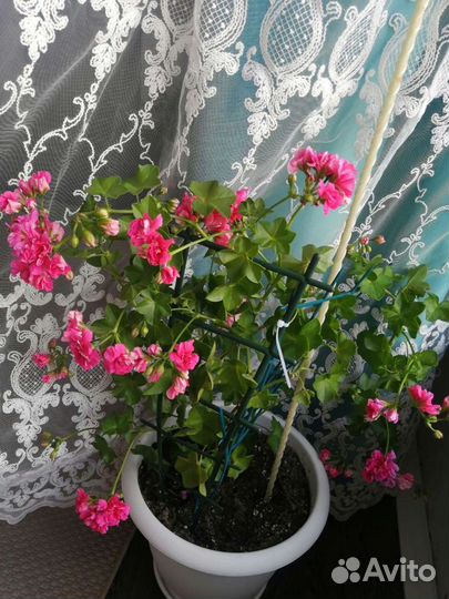 Пеларгонии сортовые, плесистая плющелистная